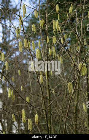 Gemeinsamen Hazel Baum Kätzchen, Corylus Avellana, Betulaceae. Männlichen Kätzchen. Stockfoto