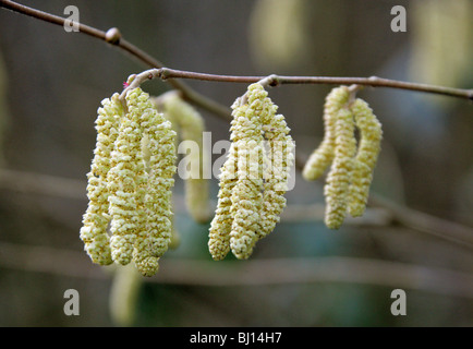 Gemeinsamen Hazel Baum Kätzchen, Corylus Avellana, Betulaceae. Männlichen Kätzchen mit roten weiblichen Blüte. Stockfoto