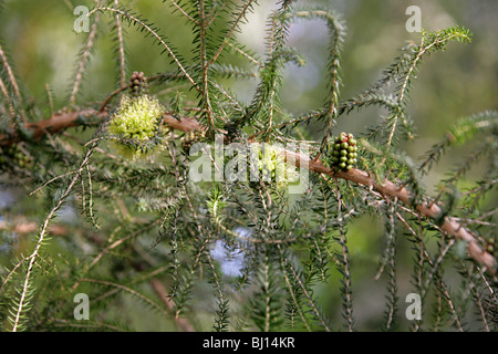 Coastal Honig Myrte, Melaleuca Acerosa, Myrtaceae, Western Australia Stockfoto