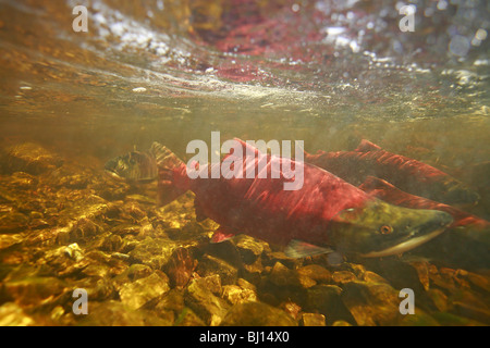 Unterwasserbilder von Sockeye Lachse Rückkehr zum Laichen, Babine Lake, British Columbia Stockfoto