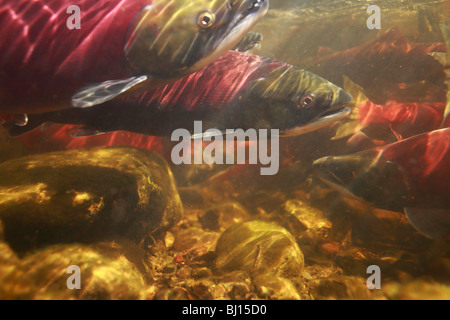 Unterwasserbilder von Sockeye Lachse Rückkehr zum Laichen, Babine Lake, British Columbia Stockfoto