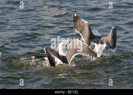 Weniger Schwarz unterstützte Gulls, die in einem See über Essen quietschten. Diese Vögel können aggressiv sein, wenn es um Nahrung und gemeinsame Nutzung geht. Stockfoto