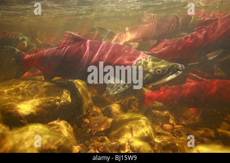 Unterwasserbilder von Sockeye Lachse Rückkehr zum Laichen, Babine Lake, British Columbia Stockfoto