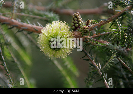 Coastal Honig Myrte, Melaleuca Acerosa, Myrtaceae, Western Australia Stockfoto