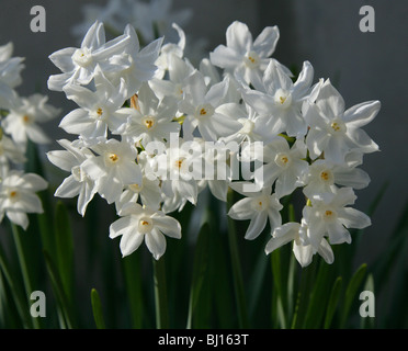 Papier-Weiße Narzisse, Papier-Weiße Narzisse, Paperwhite Narzissen Narcissus Papyraceus, Amaryllisgewächse, westlichen Mittelmeer Stockfoto