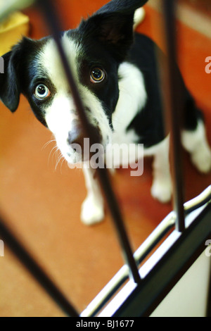 Ein Hund spähte durch die Bars von einem Zwinger Stockfoto