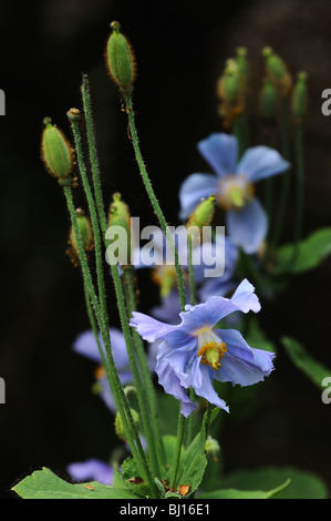 Himalaya blau Mohn (Meconopsis Betonici Folia) Stockfoto