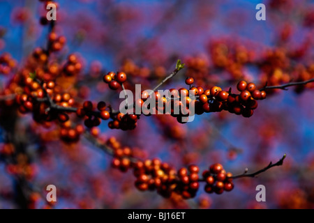 Nahaufnahme von Spray von Pyracantha Beeren auf Feuerdorn Baum in Austin, Texas. Stock Fotografie von cahyman Stockfoto