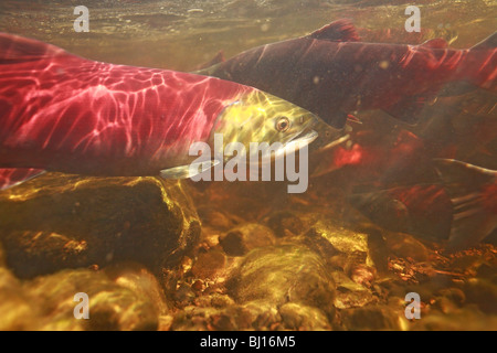 Unterwasserbilder von Sockeye Lachse Rückkehr zum Laichen, Babine Lake, British Columbia Stockfoto