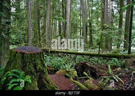 Baumstumpf im MacMillan Provincial Park, Vancouver Island, British Columbia, Kanada Stockfoto