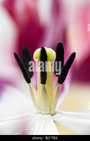 Nahaufnahme der Staubblätter einer sterbenden Tulpe Blume Stockfoto