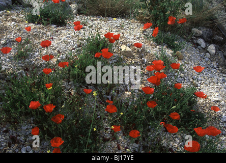 Wilder Mohn und Blumen wachsen wild auf Kreta Stockfoto