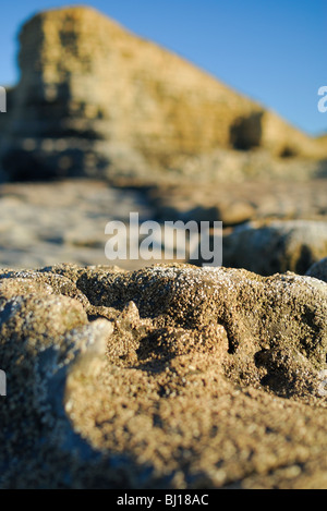 Nahaufnahme von Seepocken auf Felsen an Nash Punkt in South Wales mit den Kalkstein und Tonstein Klippen de konzentrierte sich im Hintergrund. Stockfoto