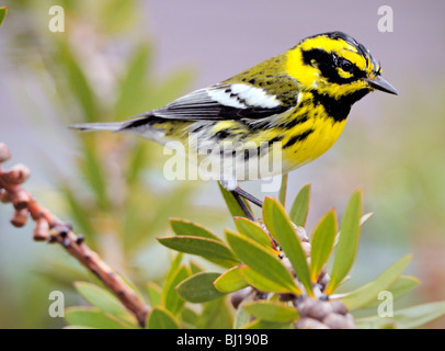 Ein Waldsänger (Dendroica townsendi), der auf einem Ast thront und vor einem verschwommenen Hintergrund abgebildet ist Stockfoto