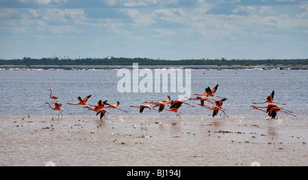 Einnahme-Flug: eine kleine Herde von Flamingos fliegt Stockfoto