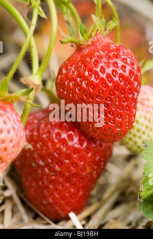 Zwei Erdbeeren bereit zu holen. Große rote reife Erdbeeren am Rebstock mit grünen unreifen Beeren im Hintergrund. Stockfoto