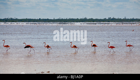 Eine Zeile des Gehens orange Flamingos in den Rio Lagardos. Eine Reihe von sieben Reifen Flamingos bereitet die Flucht zu ergreifen Stockfoto