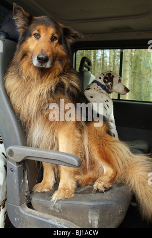 Zwei Hunde im Auto, Hamburg, Deutschland Stockfoto