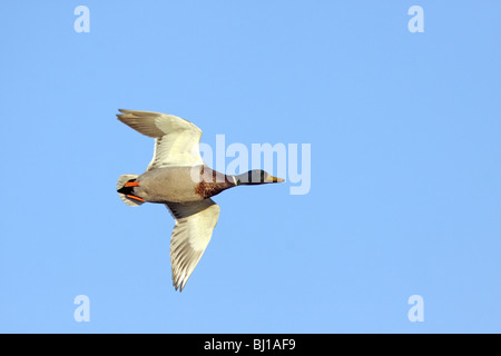 Stockente erwachsenen männlichen im Flug. Stockfoto