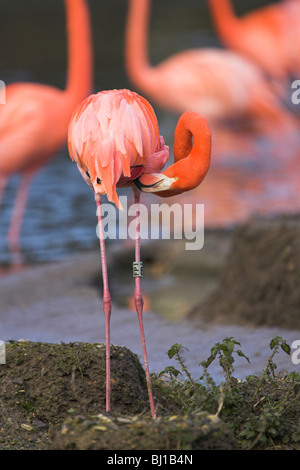 Karibik Flamingo Phoenicopterus Ruber (Captive) putzen in Slimbridge, Gloucestershire im Februar. Stockfoto