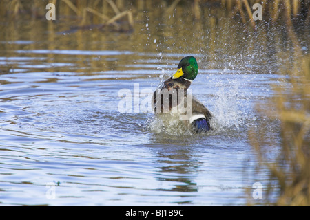 Stockente Anas Platyrhynchos Männlich Baden im Pool in Slimbridge, Gloucestershire im Februar. Stockfoto