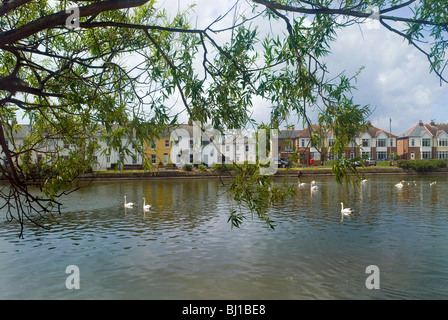 Reihenhaus wohnen neben den Mühlenteich in Emsworth mit Schwäne schwimmen vor und Willow Zweige Stockfoto