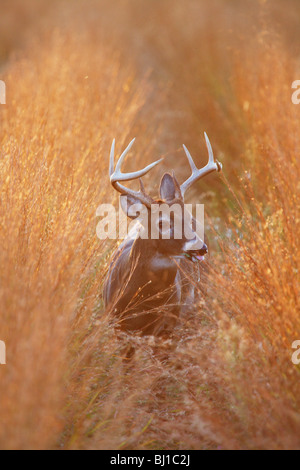 Grosse Seeadler Buck mit dem Geweih stehen in einem Feld hohem Gras während des Sonnenuntergangs. Nordamerika, USA. Stockfoto
