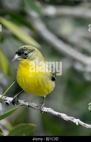 Männlicher kleiner Goldfinch (Spinus psaltria), der auf einem Ast thront, mit hellgelben Unterteilen, schwarzer Kappe und grünem Rücken in belaubtem Lebensraum. Stockfoto