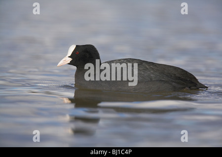 Eurasische Blässhuhn Fulica Atra Erwachsenen schwimmen auf Lagune in Slimbridge, Gloucestershire im Februar. Stockfoto