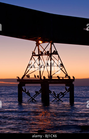 Wallaroo Mole bei Sonnenuntergang Stockfoto