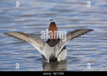 Gemeinsamen Tafelenten Aythya 40-jähriger Mann, Flügelschlagen auf Lagune in Slimbridge, Gloucestershire im Februar. Stockfoto