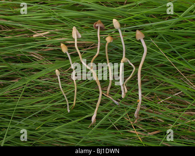 Magischer Pilz (Liberty Cap) - Psilocybe semilanceata Stockfoto