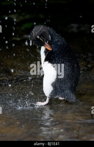 Rockhopper Penguin Eudyptes Chrysocome Felsenpinguin Rookery Saunders Island Falklandinseln Rockhopper Dusche Stockfoto