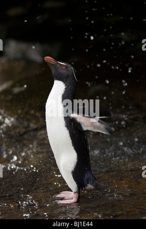 Rockhopper Penguin Eudyptes Chrysocome Felsenpinguin Rookery Saunders Island Falklandinseln Rockhopper Dusche Stockfoto