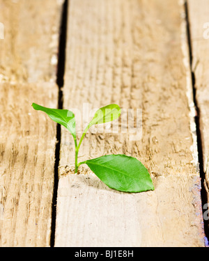 Auf dem Holzboden Wächst kleine Pflanze Stockfoto