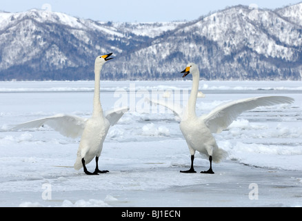 Paar von Whooper Schwäne - Hokkaido, Japan Stockfoto