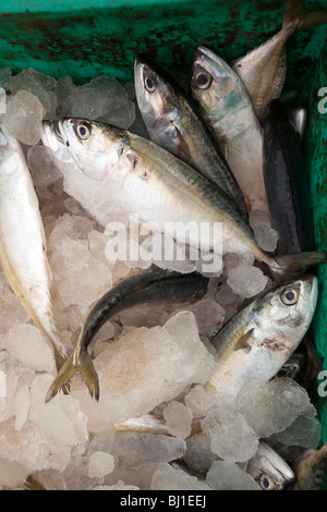 Fort Cochin, Kochi, Kerala, Indien Morgen Fischmarkt, Fisch in Eis zum Verkauf gelagert Stockfoto