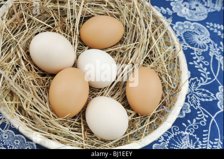 Frische Landeier Stockfoto