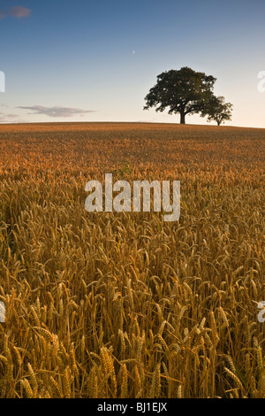 Ein Feld mit einem Baum am Horizont und eine Mondsichel am Himmel erntereif goldener Weizen Stockfoto