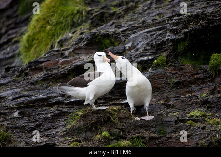 Thalassarche Melanophrys Black-browed Albatross Schwarzbrauenalbatros Saunders Island Falklandinseln Balz Stockfoto