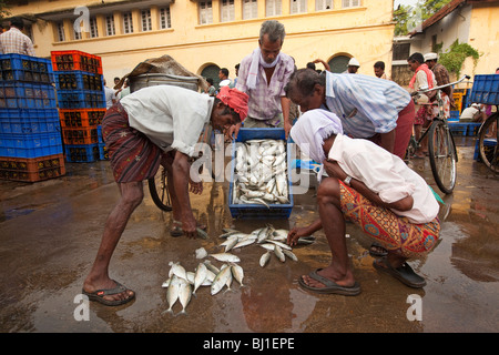 Fort Cochin, Kochi, Kerala, Indien Morgen Fischmarkt, Männer sortieren Fisch zum Verkauf Stockfoto