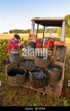 Französischer Bauer laden Weinlese - Sud-Touraine, Frankreich. Stockfoto