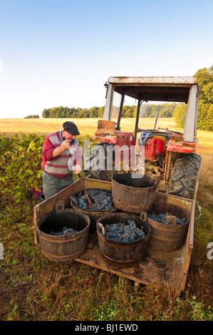 Französischer Bauer laden Weinlese - Sud-Touraine, Frankreich. Stockfoto