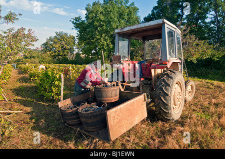 Französischer Bauer laden Weinlese - Sud-Touraine, Frankreich. Stockfoto