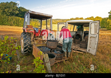 Französischer Bauer laden Weinlese - Sud-Touraine, Frankreich. Stockfoto