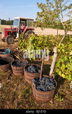 Französischer Bauer laden Weinlese - Sud-Touraine, Frankreich. Stockfoto