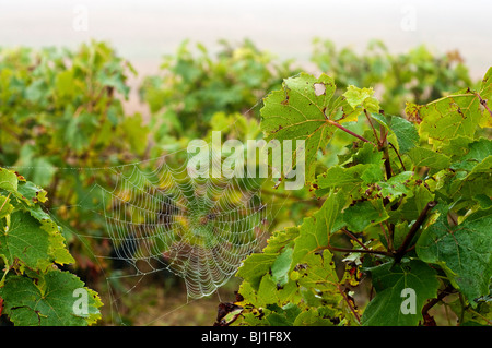 Spinnennetz auf Weinreben - Sud-Touraine, Frankreich. Stockfoto