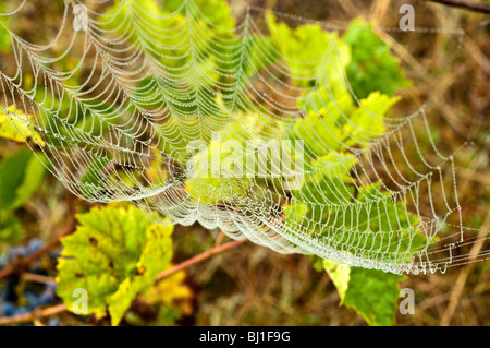 Spinnennetz auf Weinreben - Sud-Touraine, Frankreich. Stockfoto