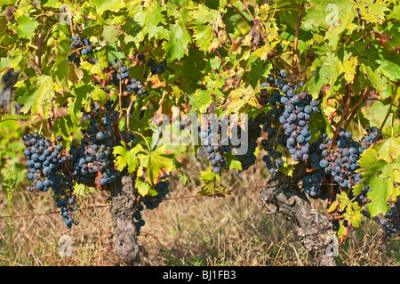 Weinreben - Sud-Touraine, Frankreich. Stockfoto