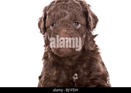 Isolierte Schuss von einem netten Labradoodle Welpen Stockfoto